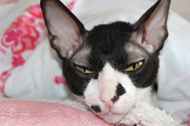 Photo close-up portrait of a cat resting on bed