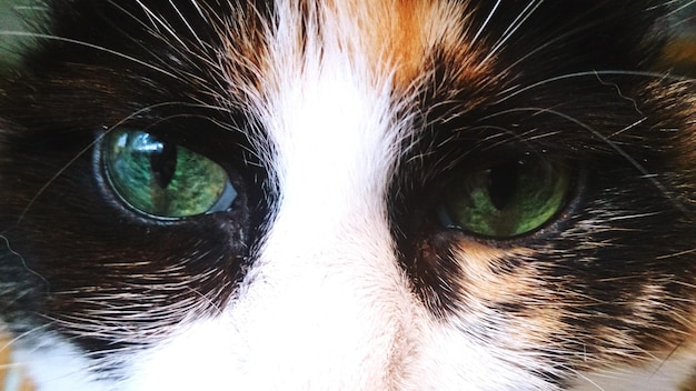 Photo close-up portrait of cat