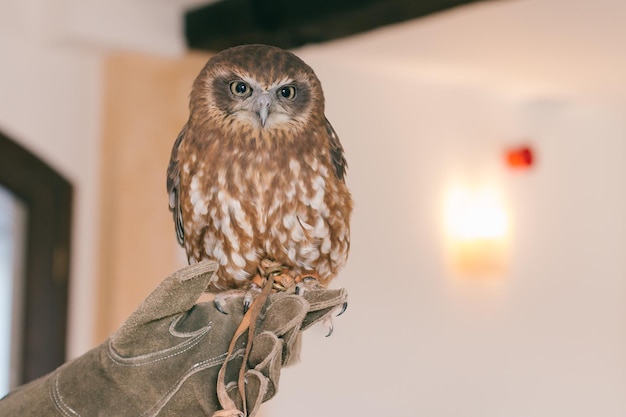 Photo close-up portrait of owl perching indoors