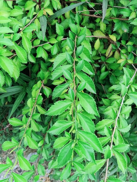 A close up of some green leaves of a chinese elm plant