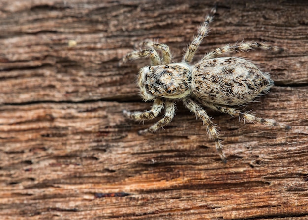 Close up spider on wood background