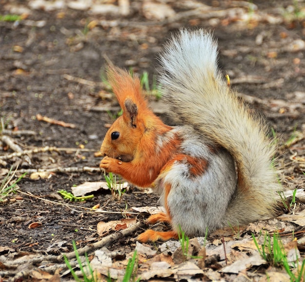 Photo close-up of squirrel on rock