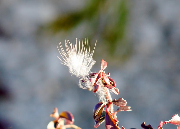 Foto close-up van bladeren die op de plant groeien