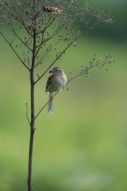 Foto close-up van een vogel die op een boom zit