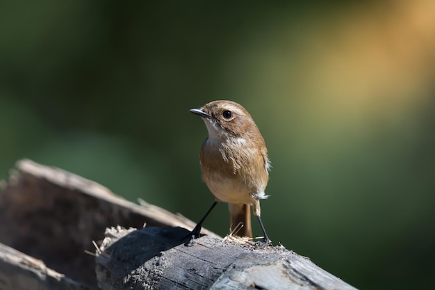 Foto close-up van een vogel die op hout zit