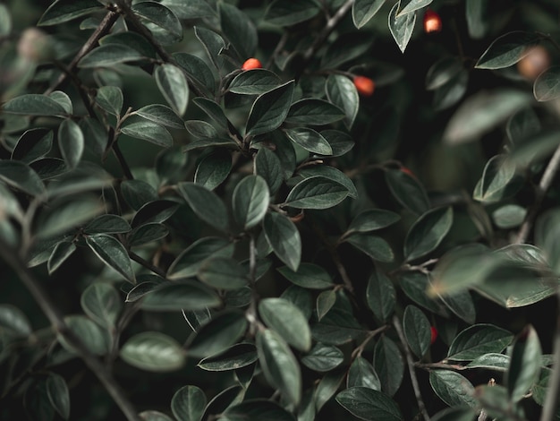 Close-up view of green leafs concept