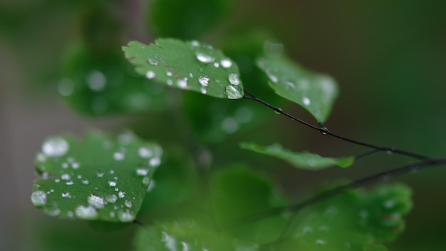 Photo close-up of wet plant