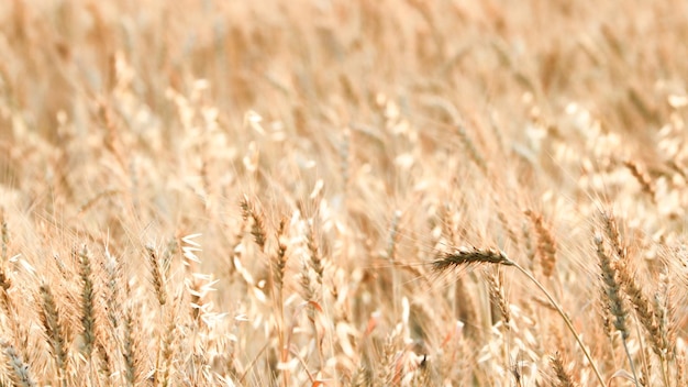 Photo close-up of wheat field