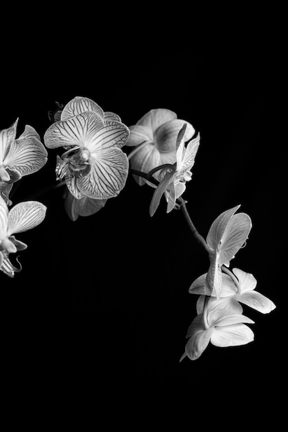 Photo close-up of white flowers against black background