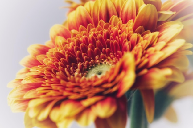 Foto close-up di un fiore giallo