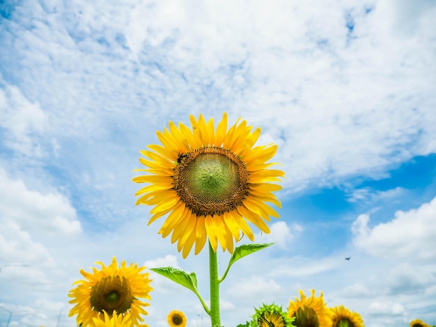 Photo close-up of yellow sunflower against sky