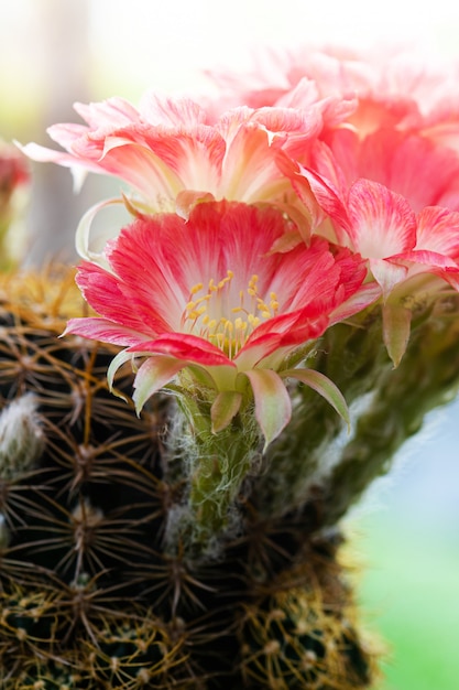 Closeup beautiful red Lobivia cactus flower on nature background