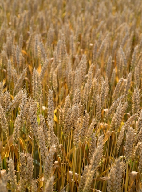 Photo a closeup of a field of golden wheat