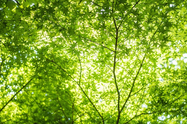 Photo closeup fresh green leaves at sakura tree textured background with sunlight