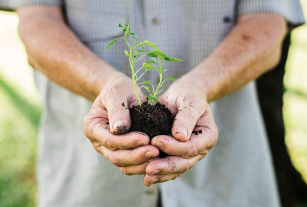 Closeup of a man holding a small plant