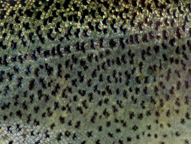 Closeup of rainbow trout scales