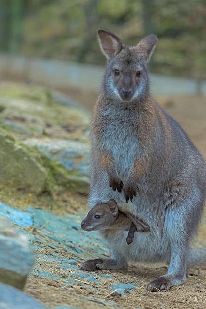 Photo closeup of a rednecked wallaby