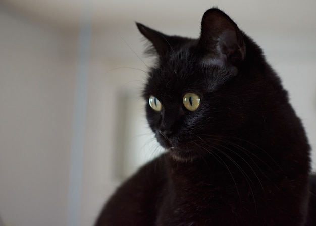 A closeup shot of a beautiful black cat with green eyes on blurred