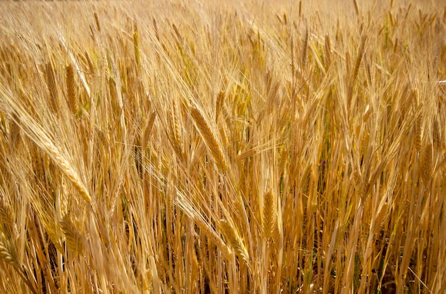 Closeup of a wheat field