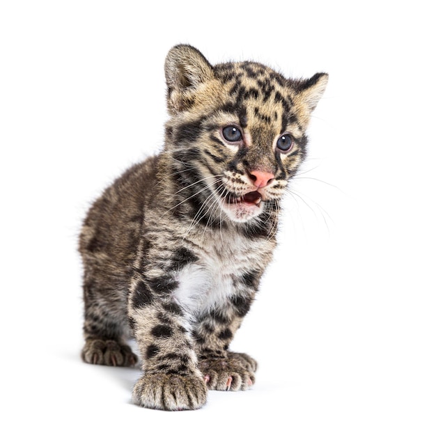 Clouded leopard cub two months old Neofelis nebulosa isolated on white