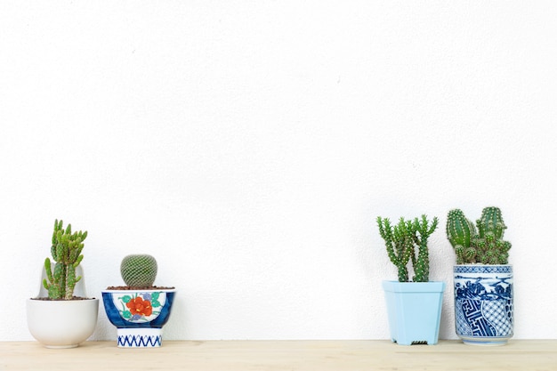 Collection of various cactus plants in different pots.