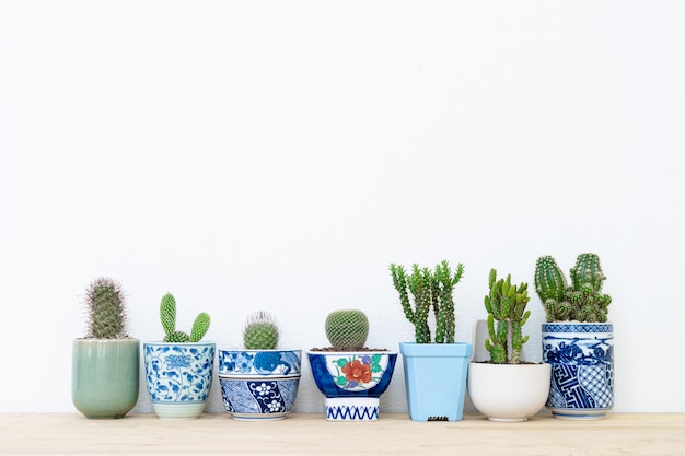 Collection of various cactus plants in different pots.