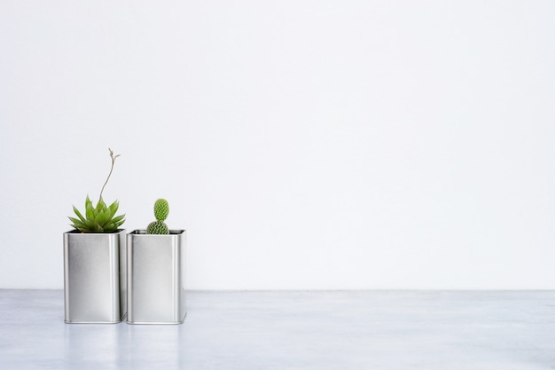 Collection of various cactus and succulent plants in different pots.