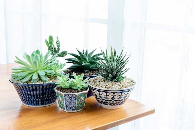 Collection of various cactus and succulent plants in different pots