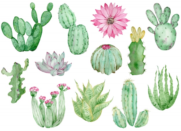 Collection of watercolor cactuses isolated