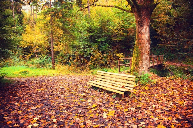 Colorful bright leaves falling in autumnal park