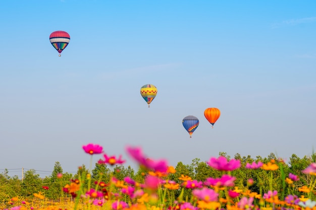 Colorful hot air balloons flying over cosmos flowers 