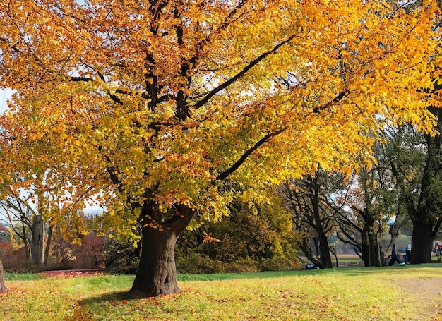 Photo colorful leaves and trees of autumn in forestpark