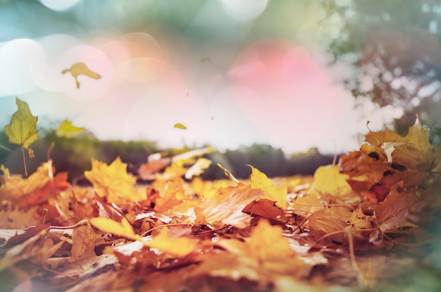 Colorful yellow leaves in Autumn season. Close-up shot. Suitable for background image.