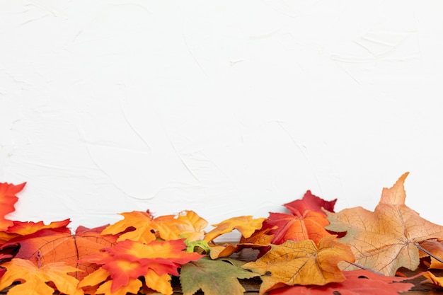 Colourul leaves with white background