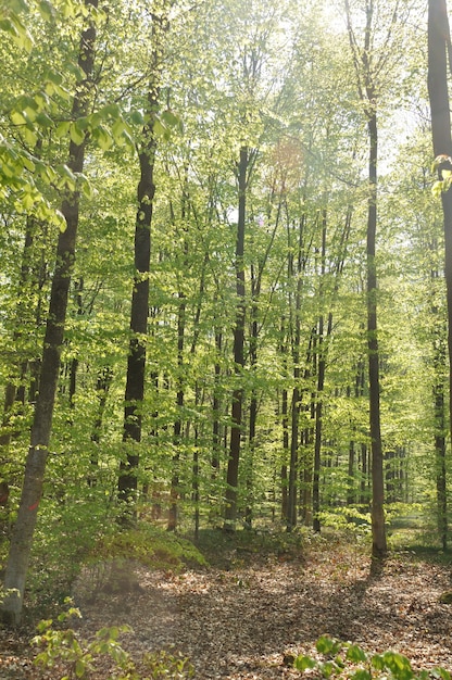 Communal forest of Saint-Pierre-LÃ¨s-Elbeuf