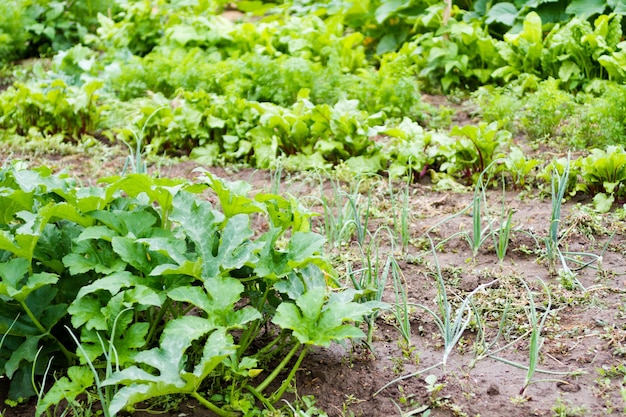 Community gardening in urban community.