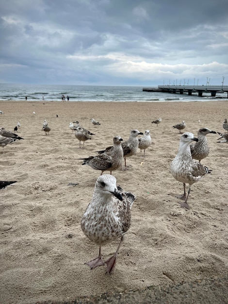 A community of gray seagulls on the beach against the backdrop of a pier and blue sky