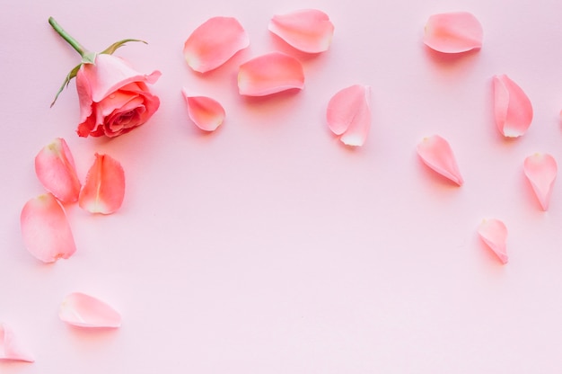 Composition of pink rose and petals with space in the middle