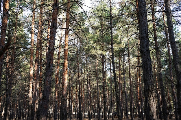 Photo coniferous forest, tall spruce, untouched spruce forest