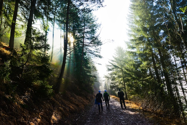 Coniferous forest trees background with green color and blue sky hiking path to Cerenova rock