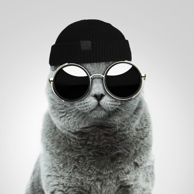 Cool stylish british hipster cat with fashionable vintage round sunglasses and a black hat in the studio on a gray background. Creative idea and fashion