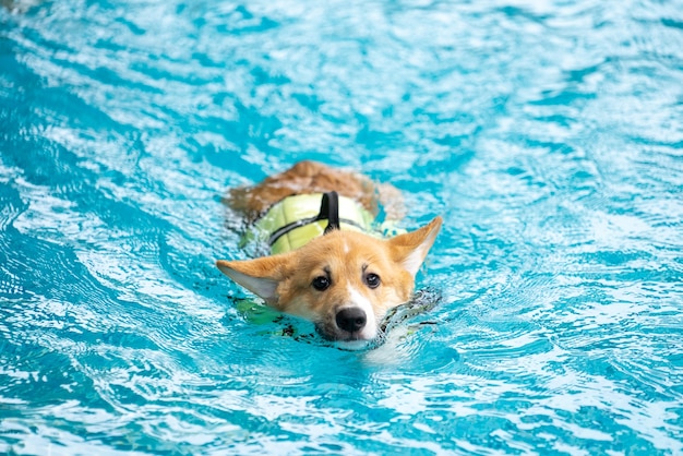 Corgi dog puppy play at the swimming pool