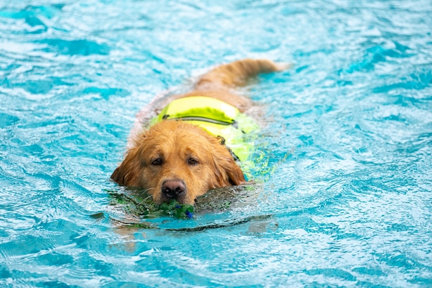 Corgi dog puppy play at the swimming pool