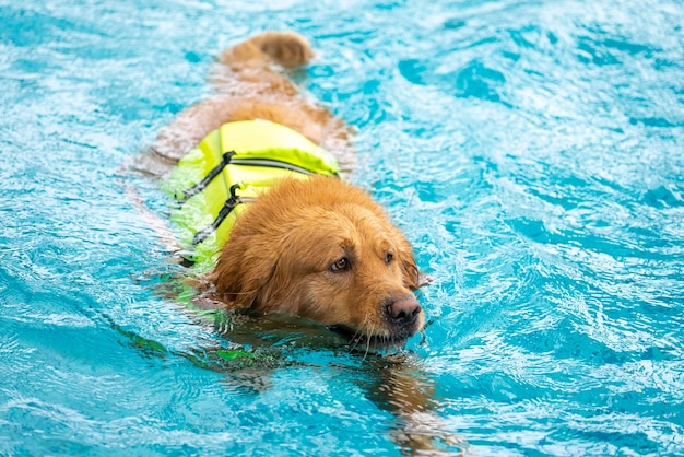 Corgi dog puppy play at the swimming pool