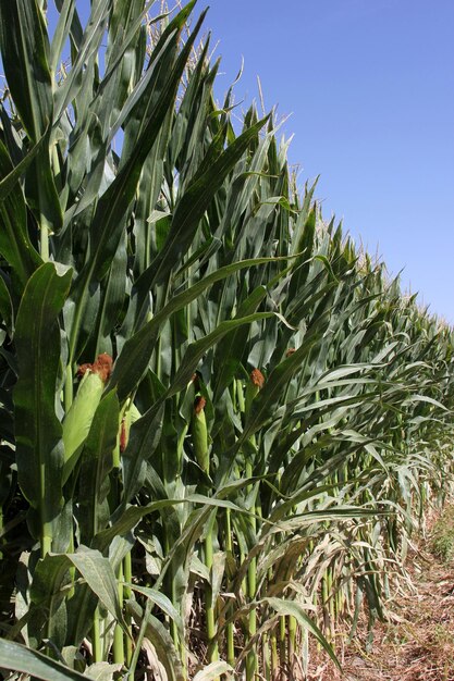 Corn field Animal feed