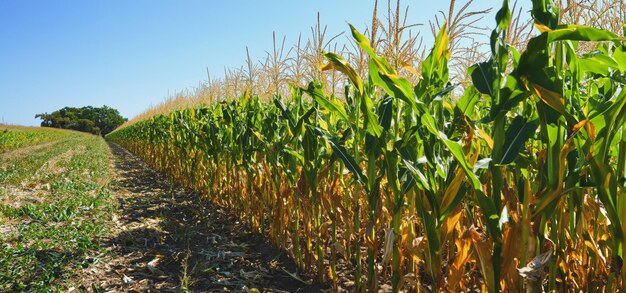 Cornfield Rows Showing Healthy Green and Dried Corn in Bright Afternoon Sunlight