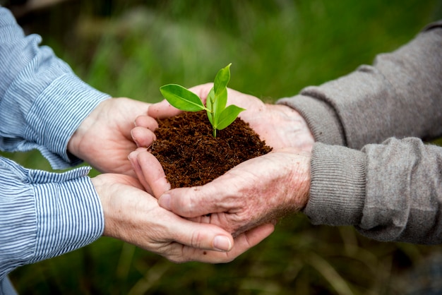 Couple hands holding a pile of earth soil with a growing plant