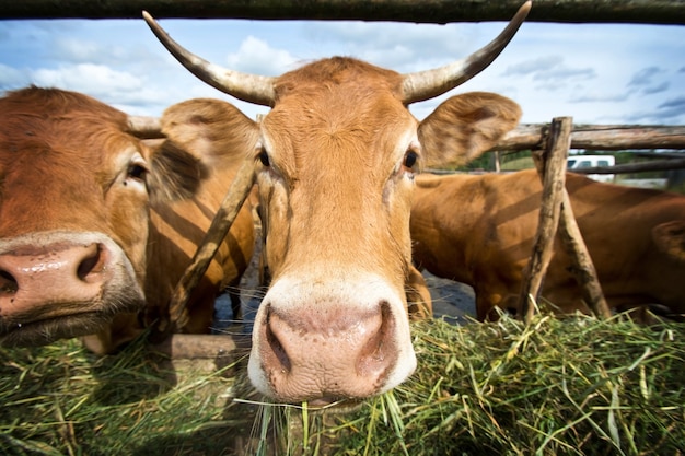 Cows eating straw.