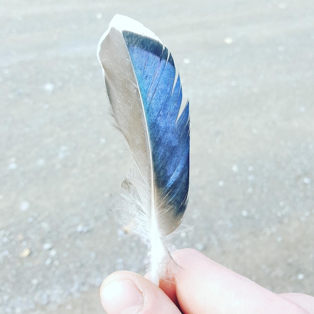 Photo cropped hand holding feather on road