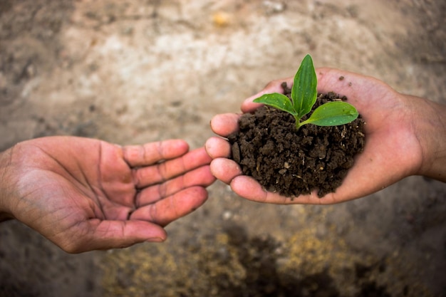 Cropped hand of person with friend holding plants outdoors